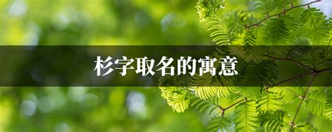 杉名字|杉字取名的寓意